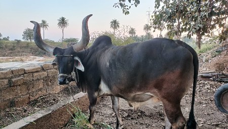 એક બળદ વેચવા નો છે