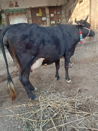 થંબનેલ 2