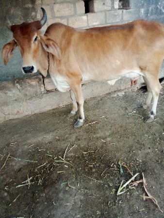 थंबनेल 3