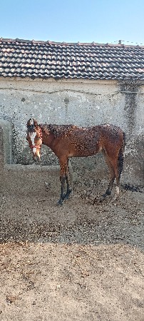 વછેરી વેચવા ની છે