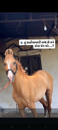 ઘોડો વેચવાનો છે