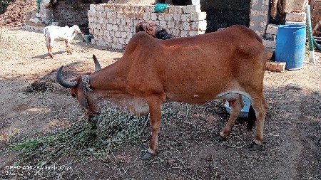 ગાય વેચવા ની છે