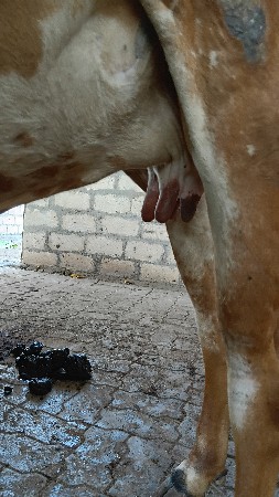 थंबनेल 3