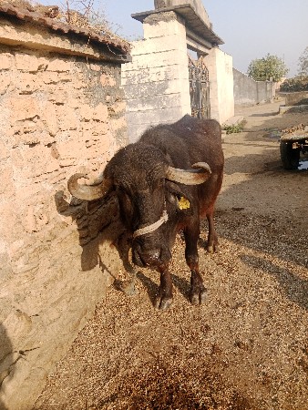 थंबनेल 2