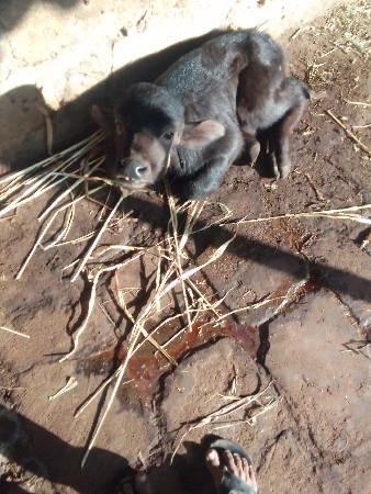 દૂધ છ લિટર