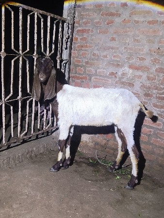 bakri vechav che