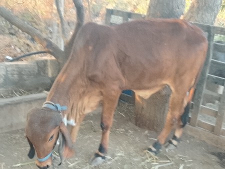 थंबनेल 3