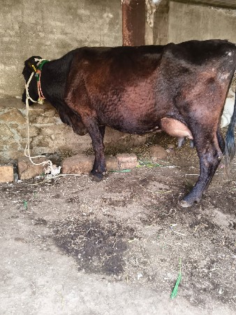 थंबनेल 3