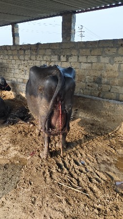 थंबनेल 3