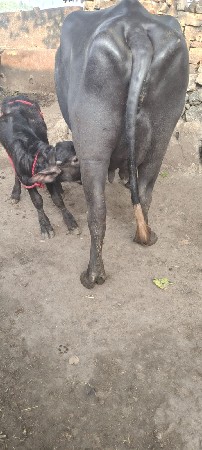 थंबनेल 2