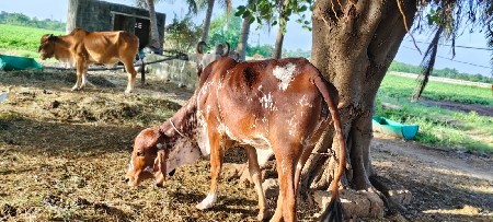 थंबनेल 2