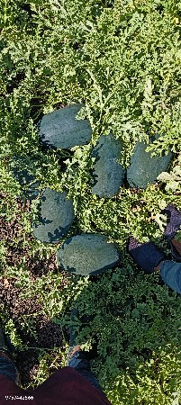 Watermelon Tarbuj તરબૂચ
