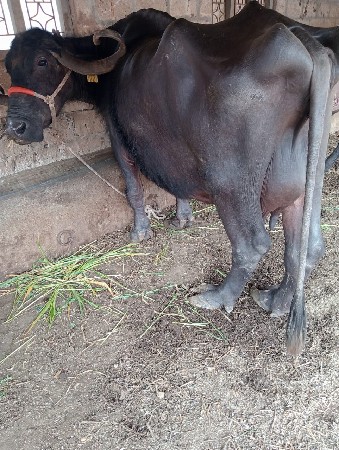 ભેંશ વેચવાની છે