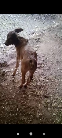 અદબેહરી વોડકી  વેચવાની છે