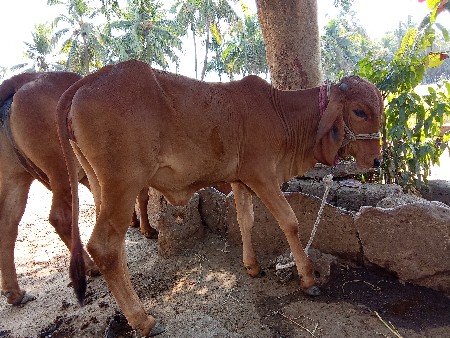 થંબનેલ 2