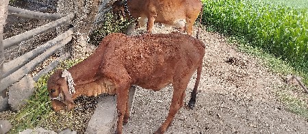 વાચડી દેવાની છે