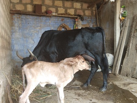 ગાય વેચવાની છે