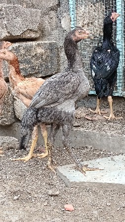 aseel અસીલ asil