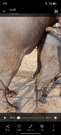 થંબનેલ 3