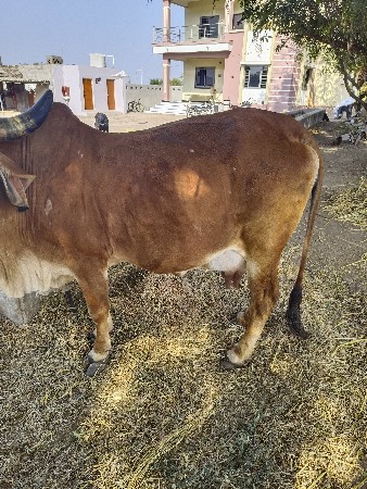 ગાય વેચવાની છે