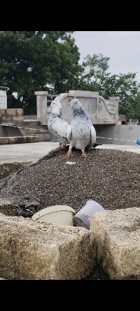 કબુતર નો જોટો છે ફુલ ઉડાન ની ગેરેનટ