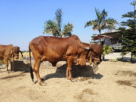 थंबनेल 2