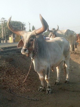 થંબનેલ 3