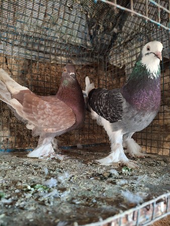 थंबनेल 3