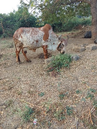 थंबनेल 2