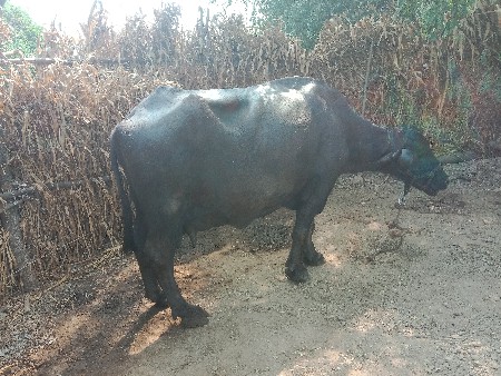 थंबनेल 3