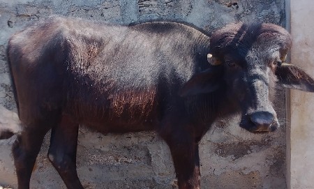 थंबनेल 3