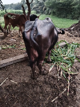 ભેંસ વેચવાની નિ છે