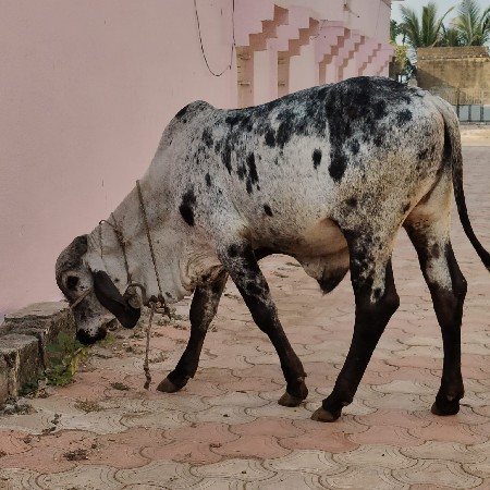 थंबनेल 2