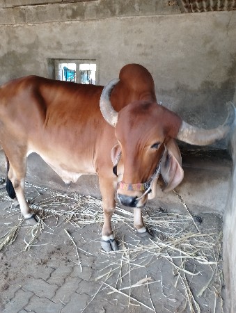 થંબનેલ 3