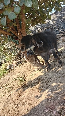 પાડો વેચવાનો