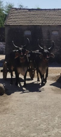 બળદ વેચવાના છે