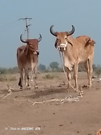 थंबनेल 2