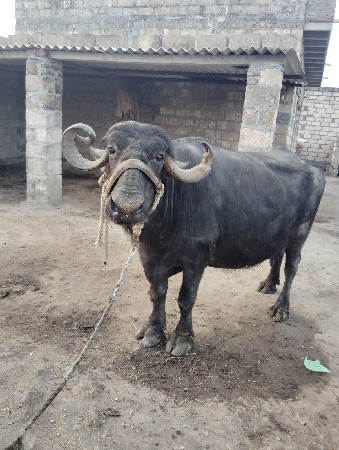 ભેંસ વેચવાની છે