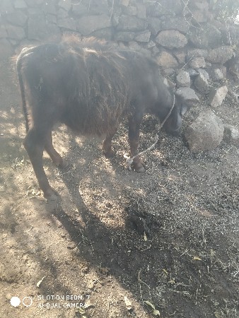 थंबनेल 3