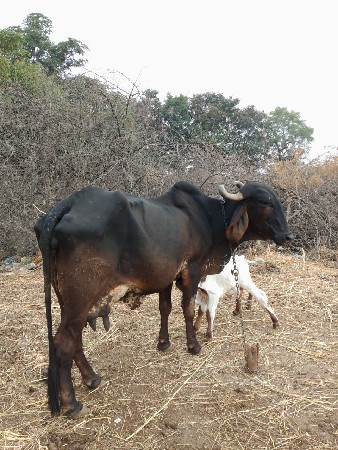 થંબનેલ 3