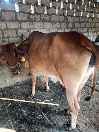 ગાય દેવાની છે મફતમાં દૂધ ખાવા