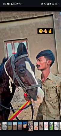 ઘોડી વેચવાની છે