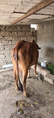 સાવ સોજી ગાય છે