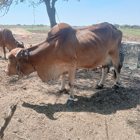 ગીર ગાય વેચવાની છે