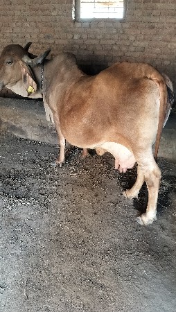 ગાય વેચવાની છે