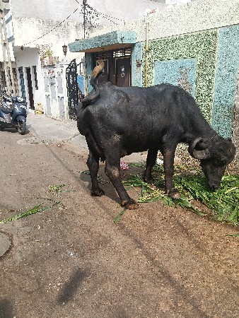 थंबनेल 3