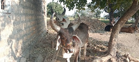 વેચવા ના છે ૪ દાતે છે