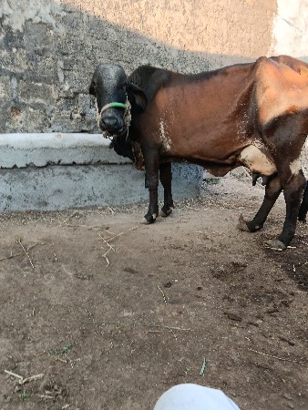 ગીર કોસ ગાય વેસવા ની છે