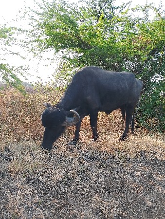 જાફરાબાદી ખડેલી વેચવાની છે