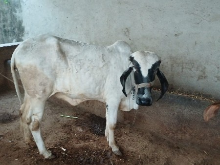 એક વરસદી નીછે બીજી બે વર્ષ છે